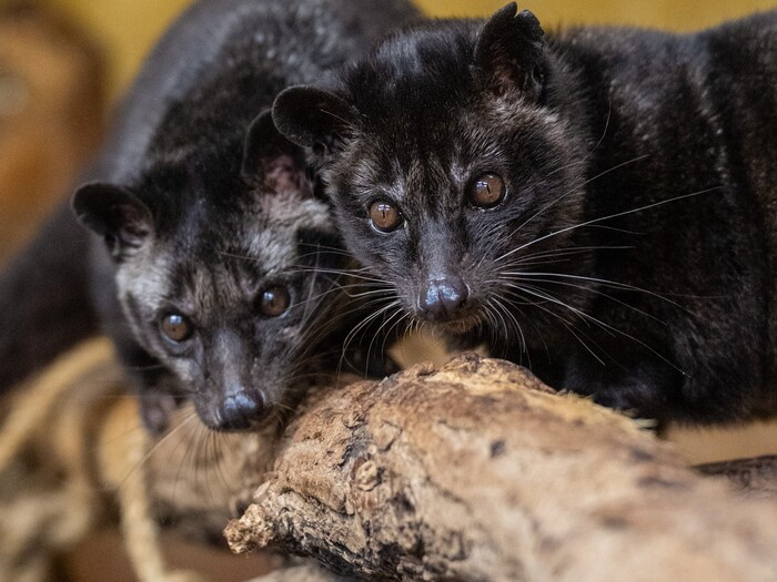 Philippinen-Musang für Profil 2025