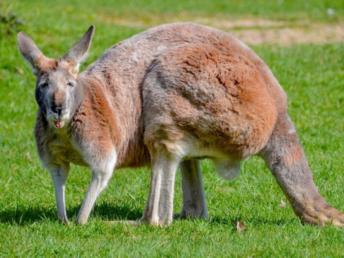 Rotes Riesenkänguru 2024