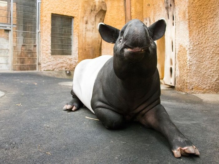 Schabrackentapir 2024