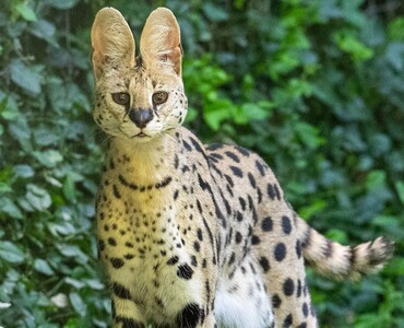 Serval Komani für Profil 2025