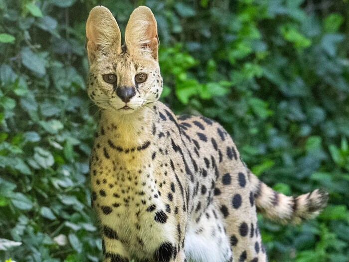 Serval Komani für Profil 2025