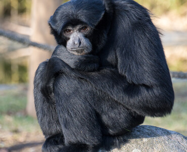 Siamang 2024