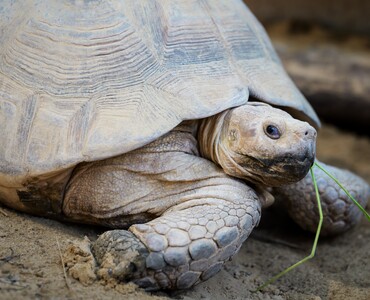 Spornschildkröte für Profil 2026