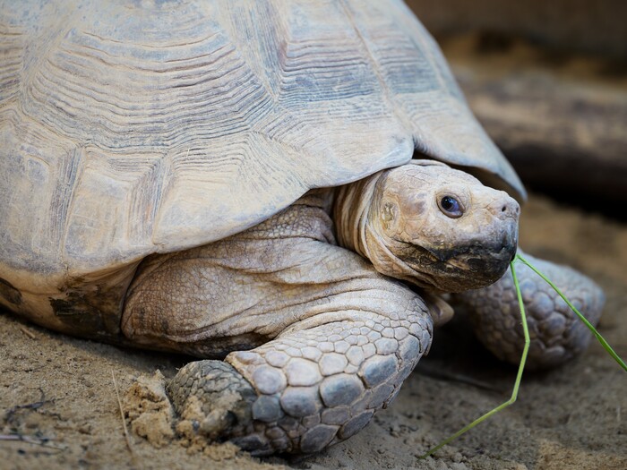 Spornschildkröte für Profil 2026