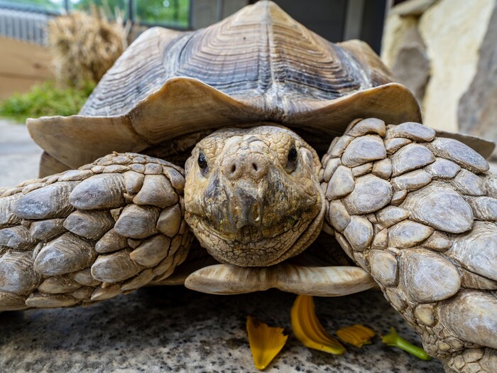 Spornschildkröte 2024