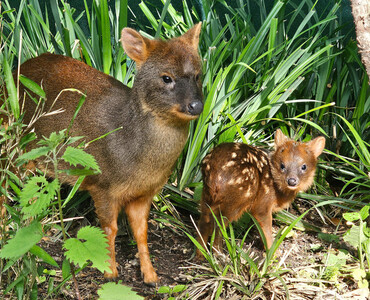 Pudu für Profil 2026