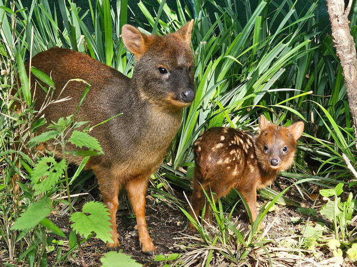 Pudu für Profil 2026