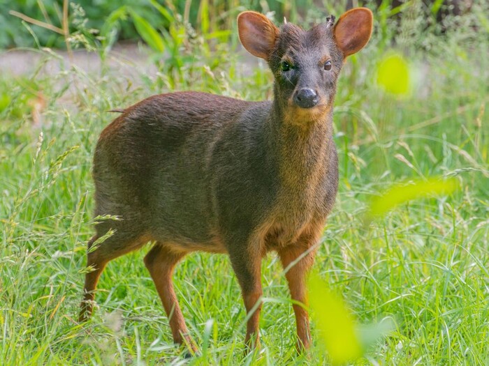 Südlicher Pudu