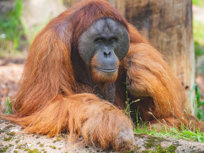 Orang-Utan