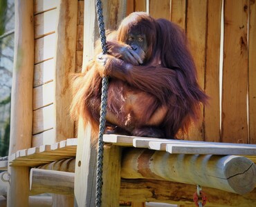 Sumatra Orang Utan für Profil 2026
