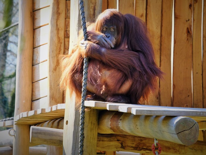 Sumatra Orang Utan für Profil 2026