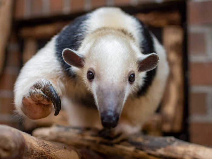 Tamandua 2024