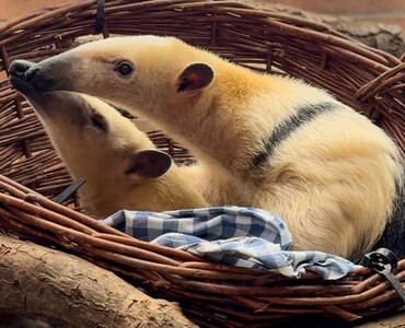 Tamandua Profil 2025