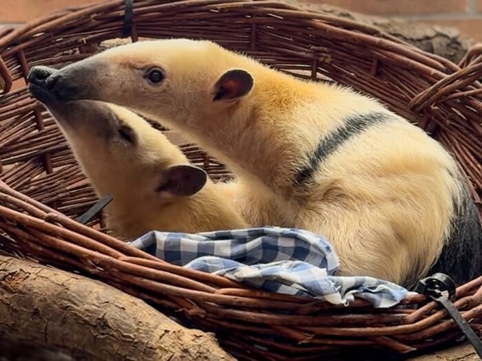 Tamandua Profil 2025