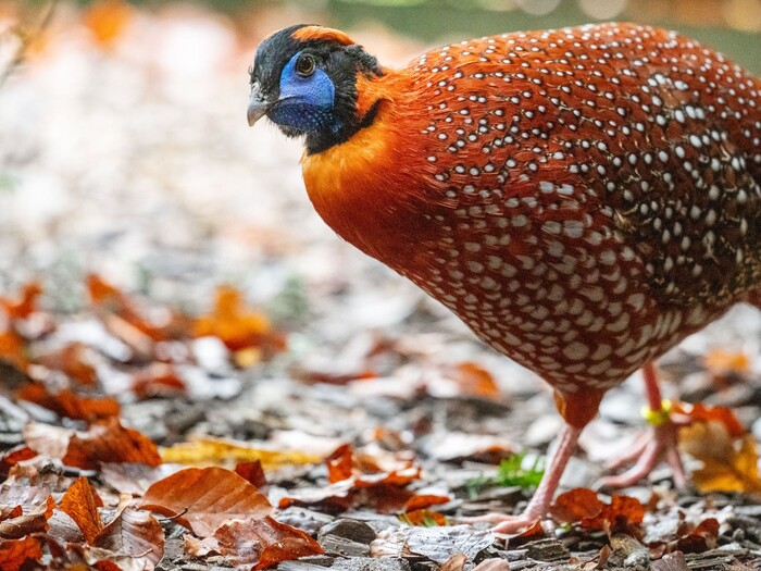Temmincktragopan für Profil 2025