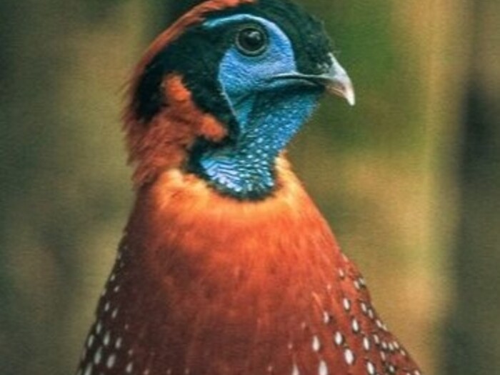 Temmincktragopan