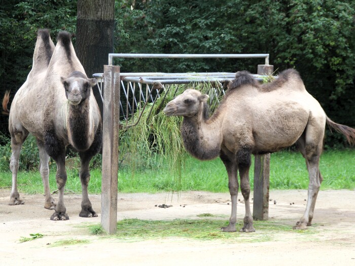 Trampeltier für Profil 2026